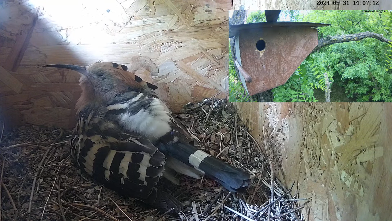 TIEŠRAIDĒ Eirāzijas stīpiņa Nest Cam (Nagyberény, Ungārija) 13-30-33 screenshot