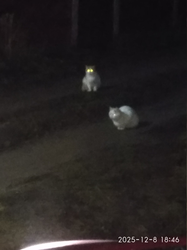 IMG 20251208 184612 HHT