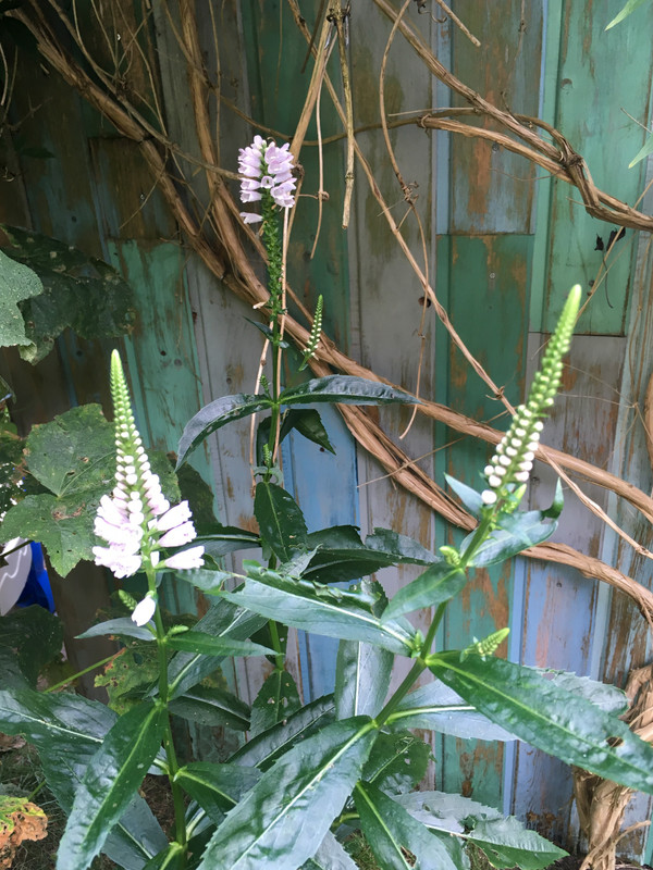 89376888-7515-4B9E-986B-510C8DC08AED