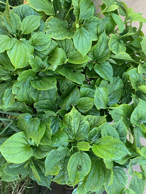 [Image: A4-FB5768-BEF4-4-D9-D-AC52-576-E695097-E4.jpg]