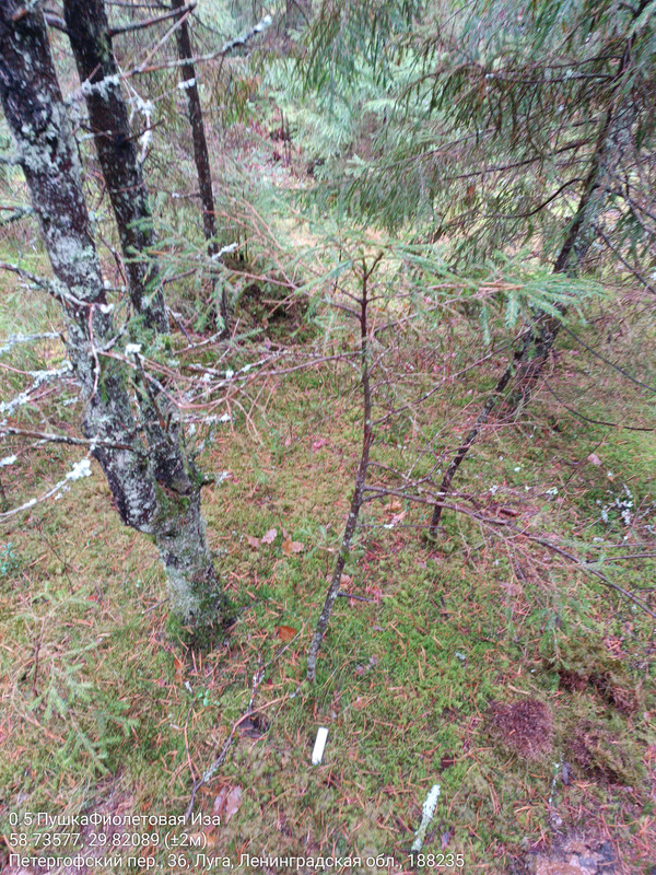 0 5 Puska Fioletovaa Iza 02112025 122016