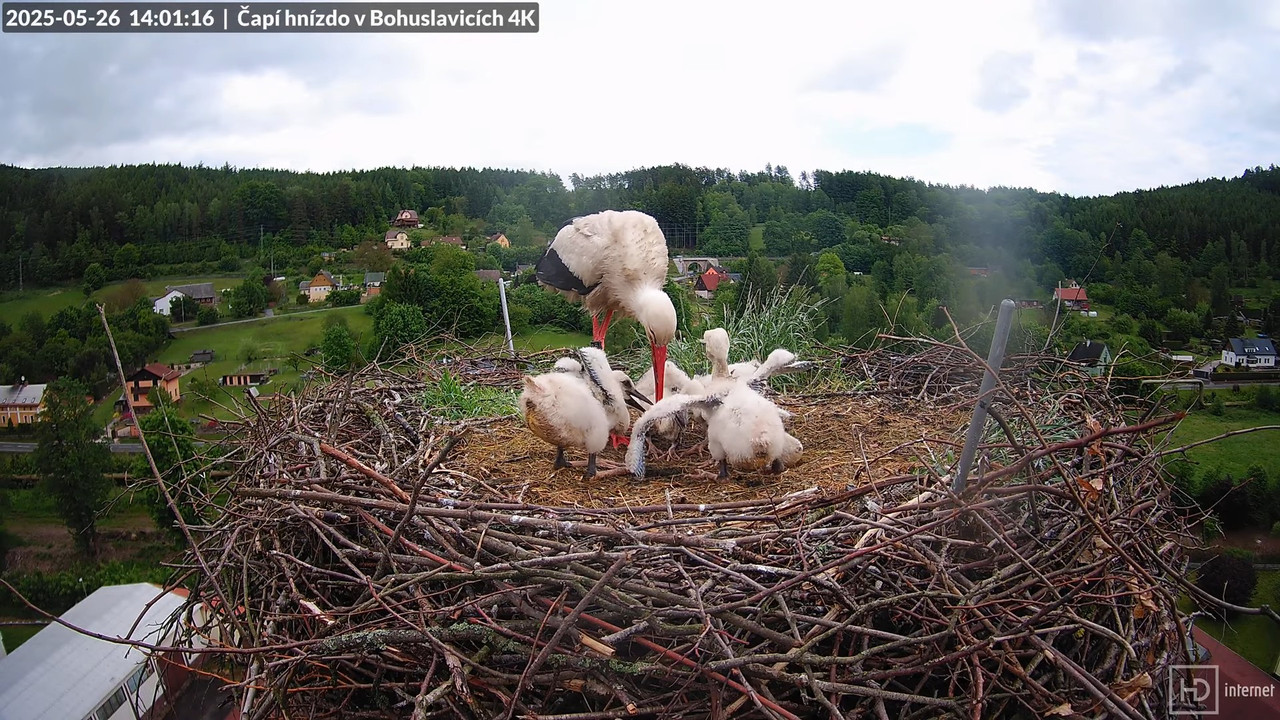 Tiešraide no KARA uzņēmuma stārķu skursteņa Bohuslavicē netālu no Trutnovas 13-48-47 screenshot (1)