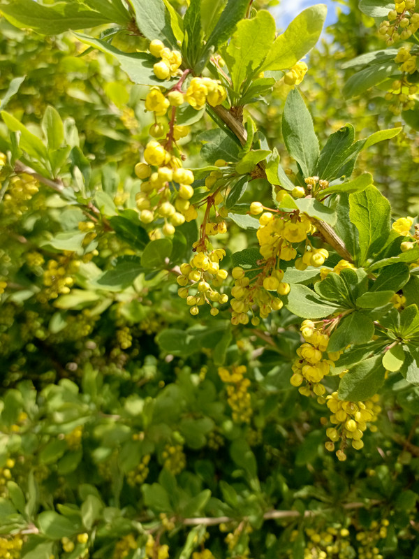 IMG_20240525_122202_697