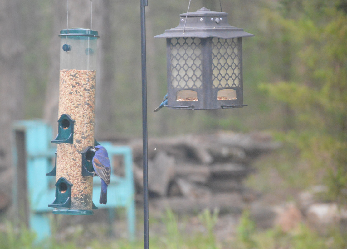 2021-5-1 Mystery Bird (1)