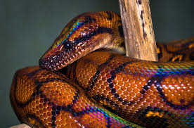 [PokeCommunity.com] September Serpents - Deadline Extended to 9/26