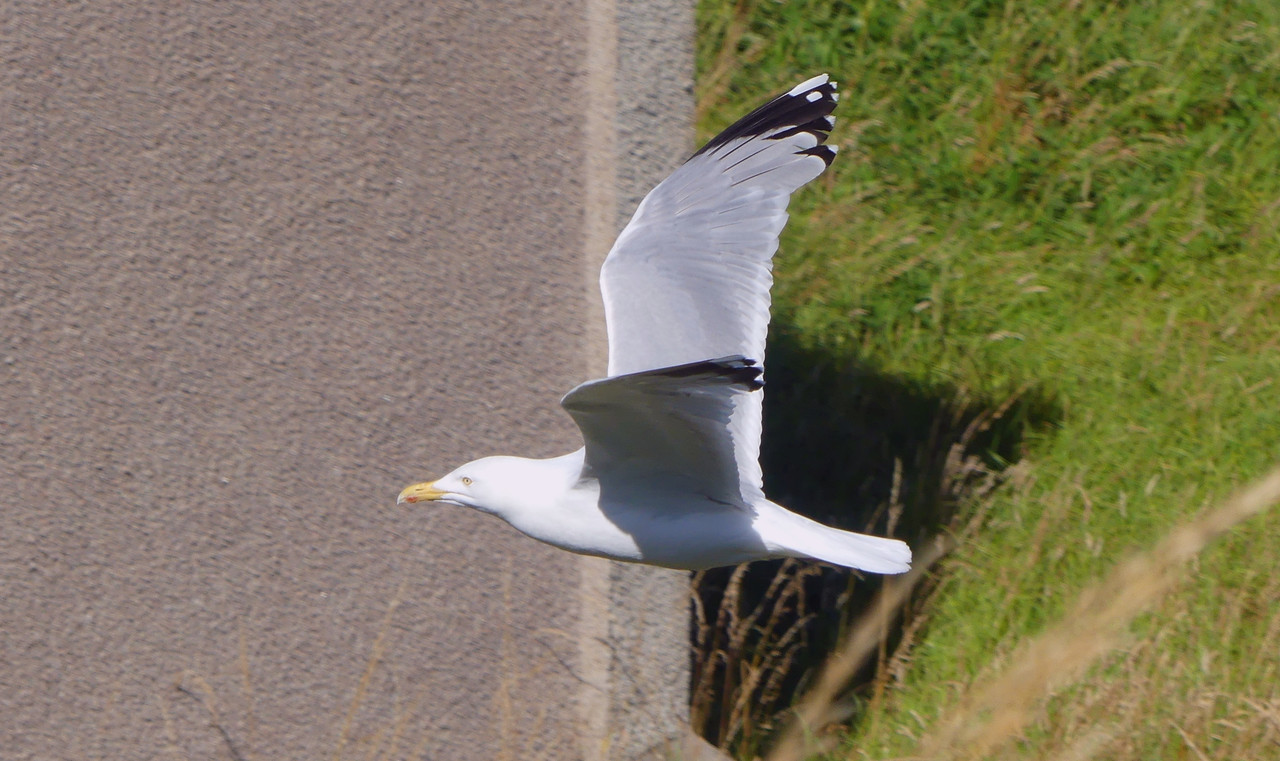 HERRING GULL 1 110824