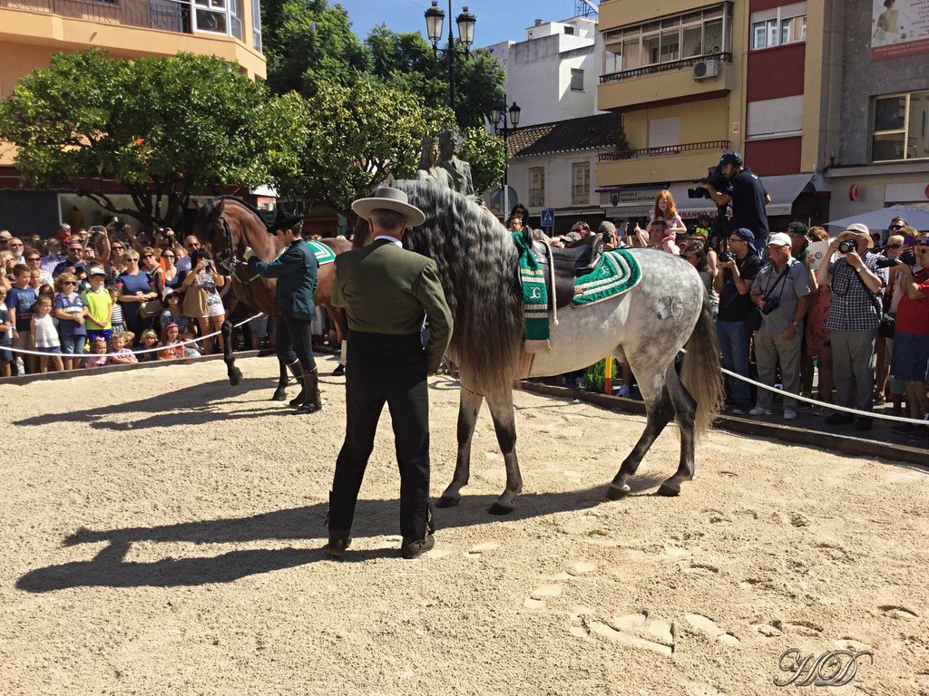 animals-Spanish-horses-4-HD.jpg
