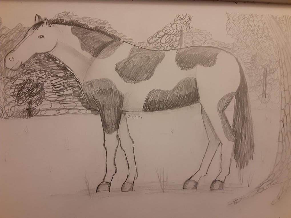 Pinto-Horse.jpg
