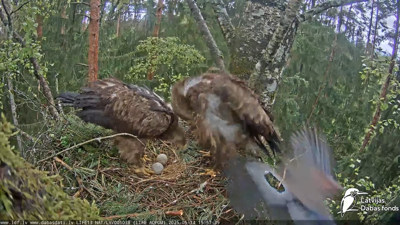 Mazais ērglis (Clanga pomarina), ligzda bērzā 14-2-44 screenshot