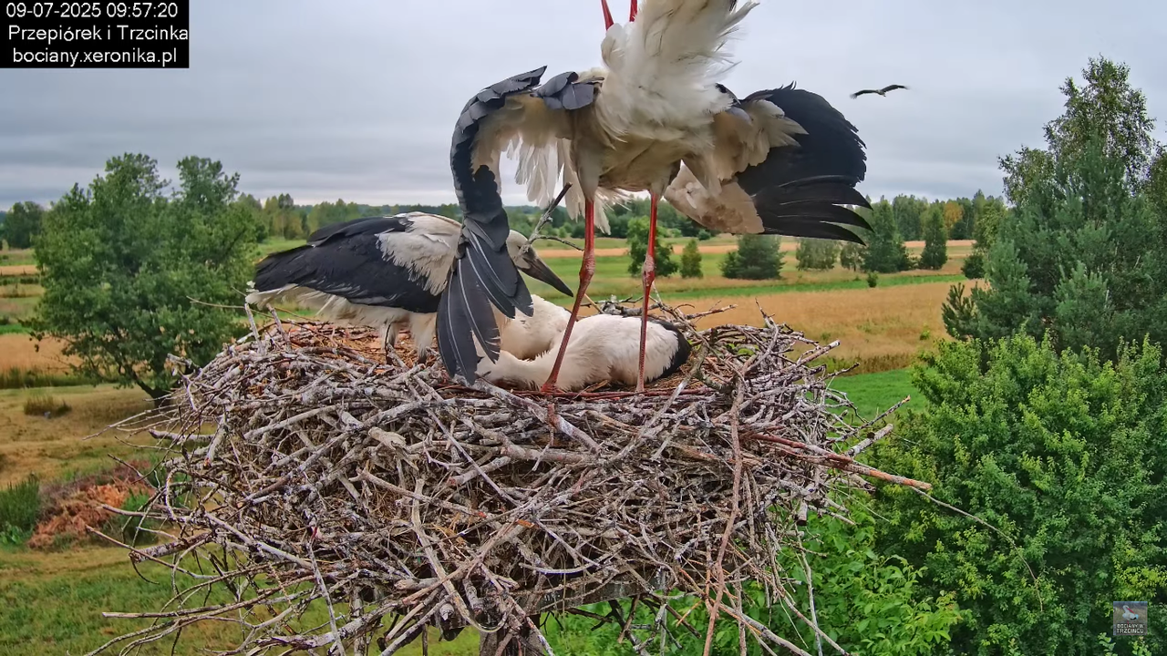09072025bociany43