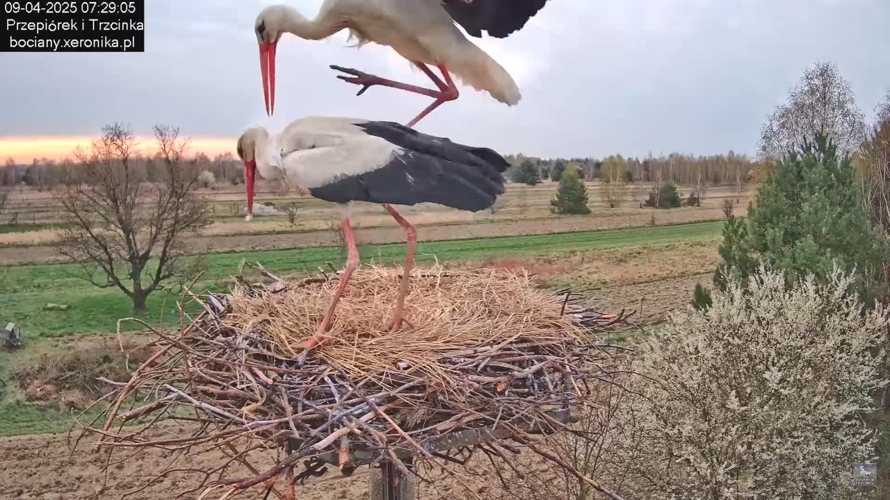 09042025bociany_44