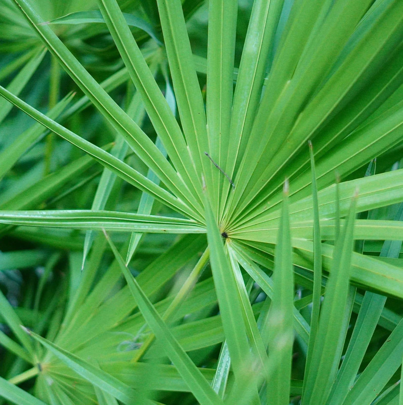 Saw Palmetto