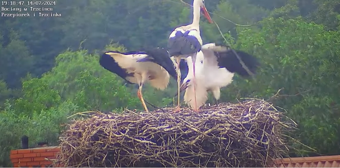 awiecktomanajlepszybadylwewsi