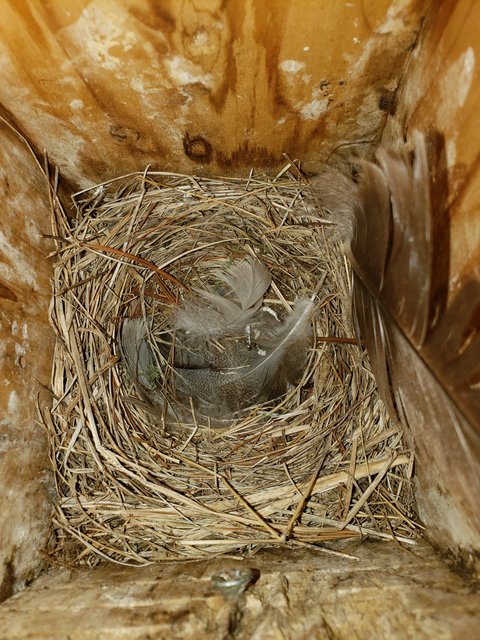 bluebird eggs gone