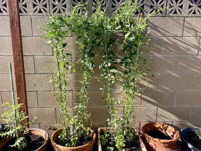 [Image: AF77-EED6-6190-4141-A1-E4-F812-B13-F7889.jpg]