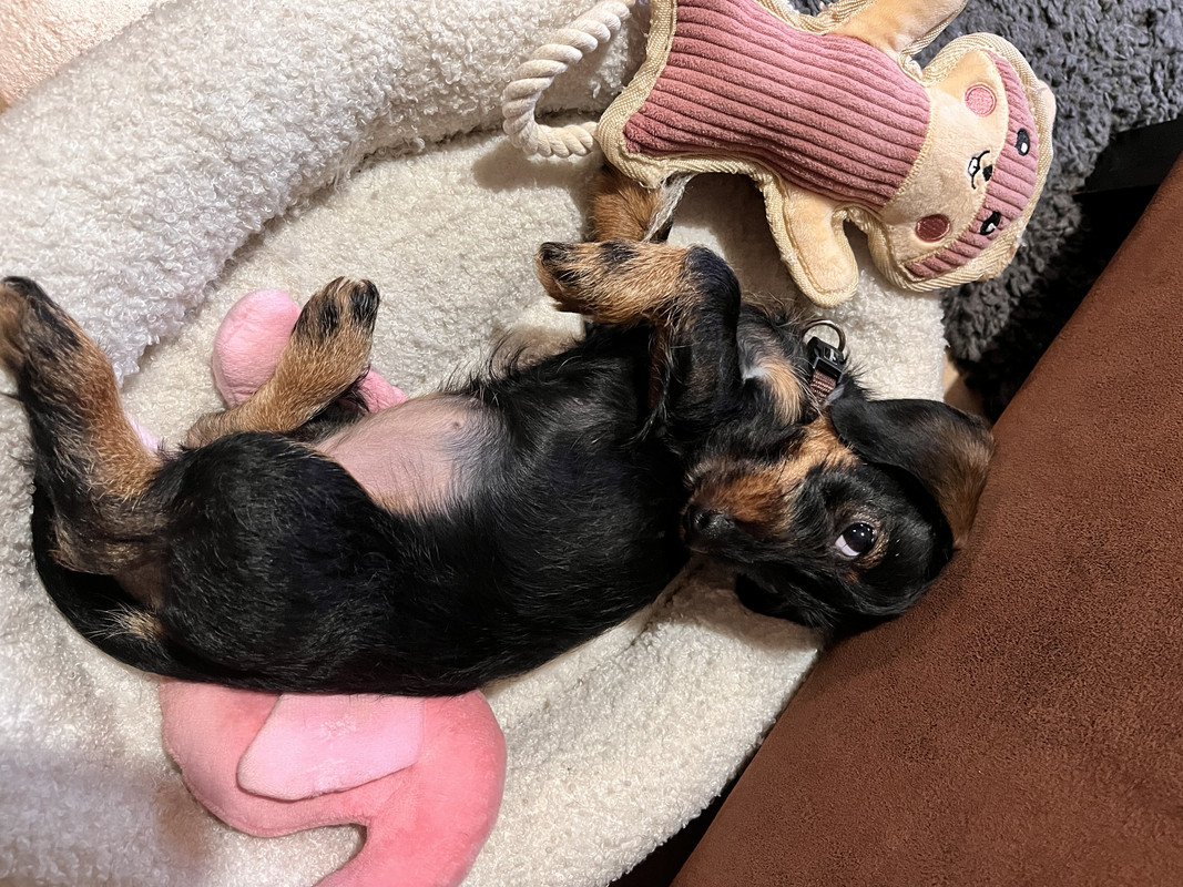 [Image: IMG-1696.jpg]