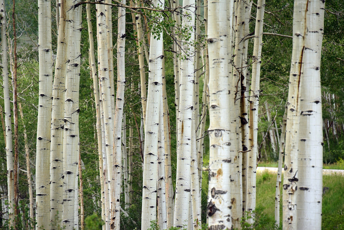 En ruta por Colorado (2022) - Blogs de USA - En el corazón del estado (76)