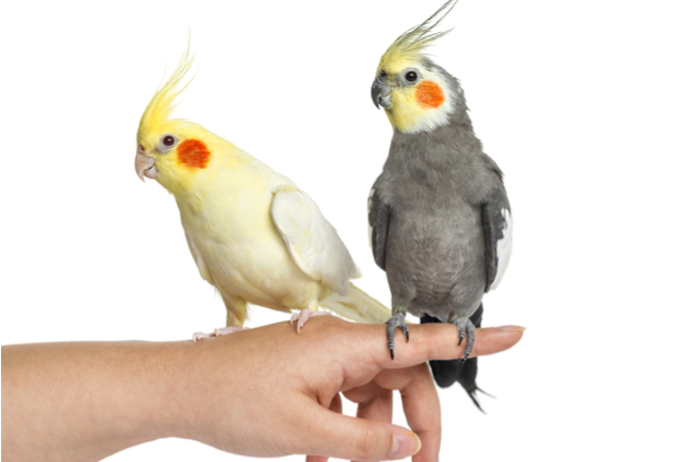 [Image: Cockatiel.jpg]