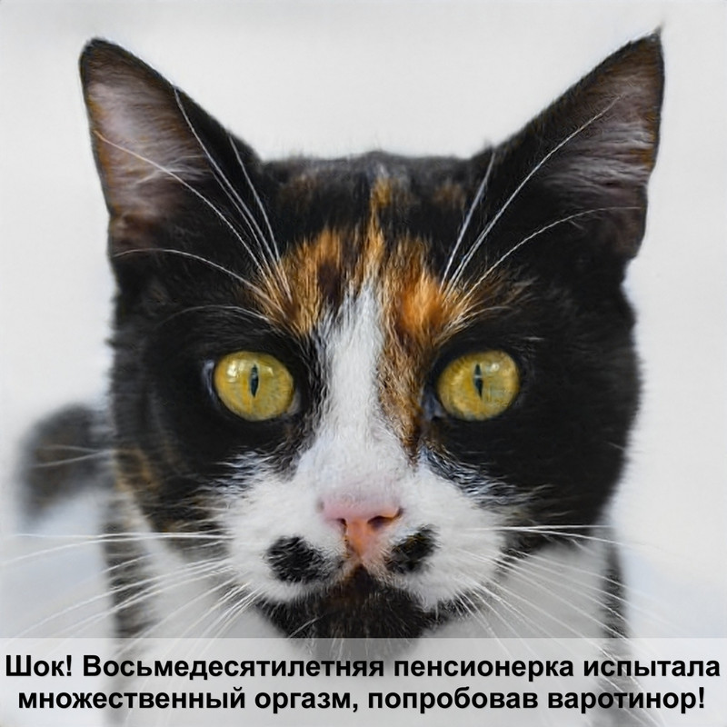 абиссинская кошка шерсть аллергия