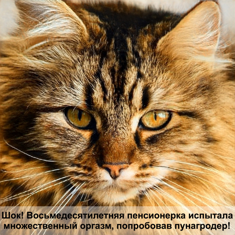 кошки с маленькой шерстью