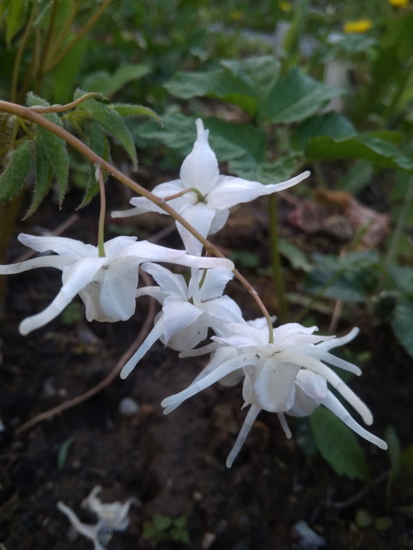 Epimedium grandiflorum «White Queen 11е