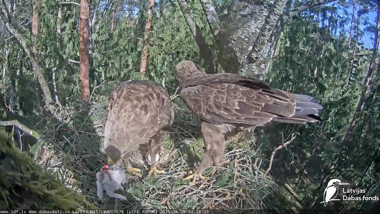 Mazais ērglis (Clanga pomarina), ligzda bērzā 16-23-34 screenshot