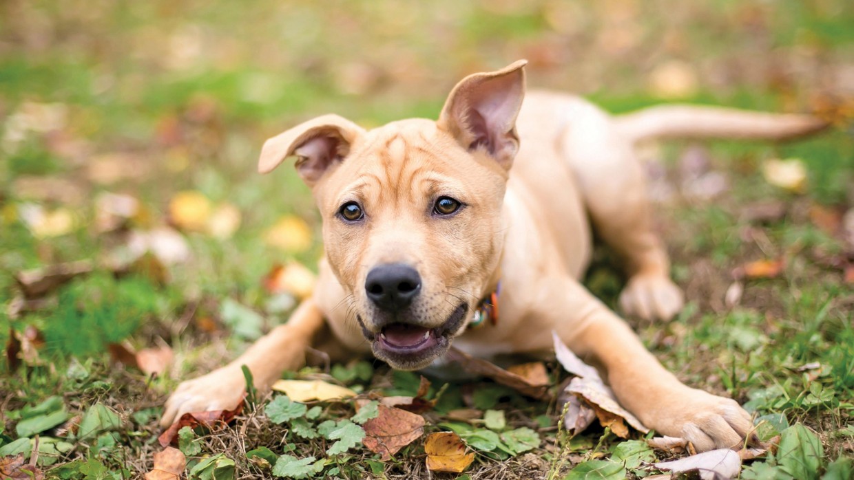 [Image: dog-451643.jpg]