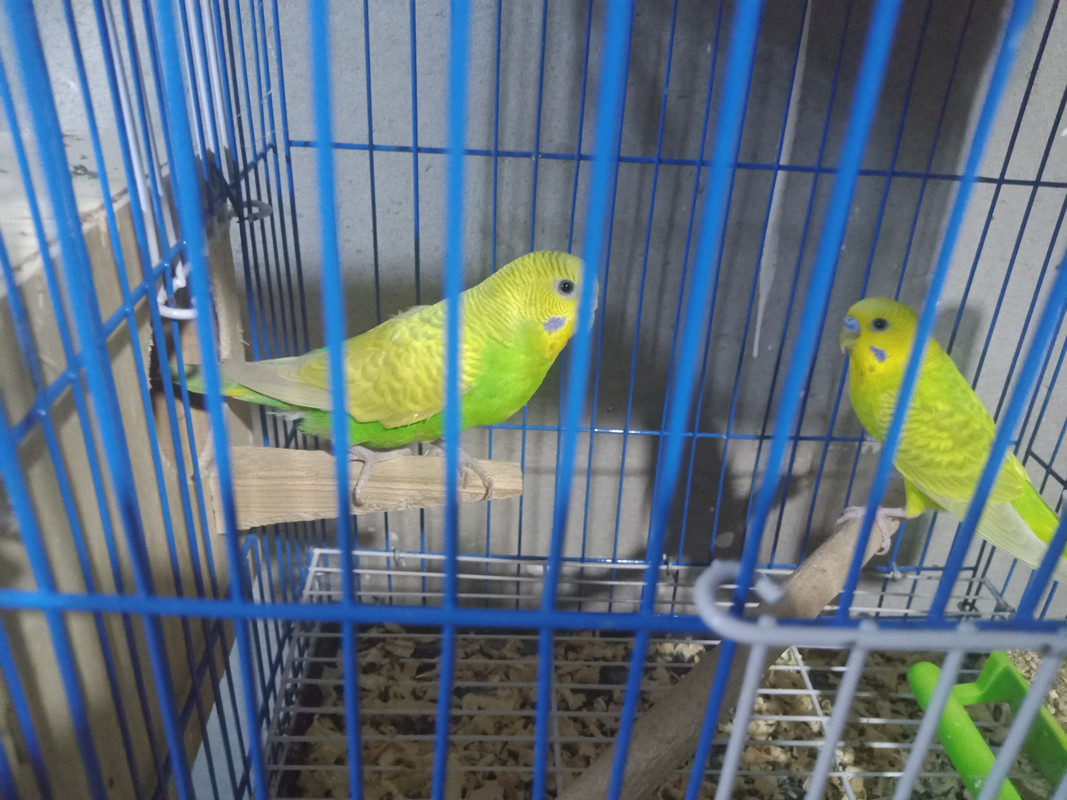 IMG20180421050704[1]