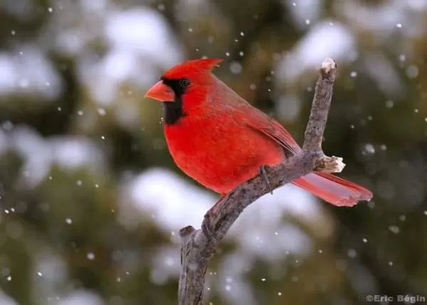 [Image: cardinal-bird-facts-10285-3-1703609400.webp]