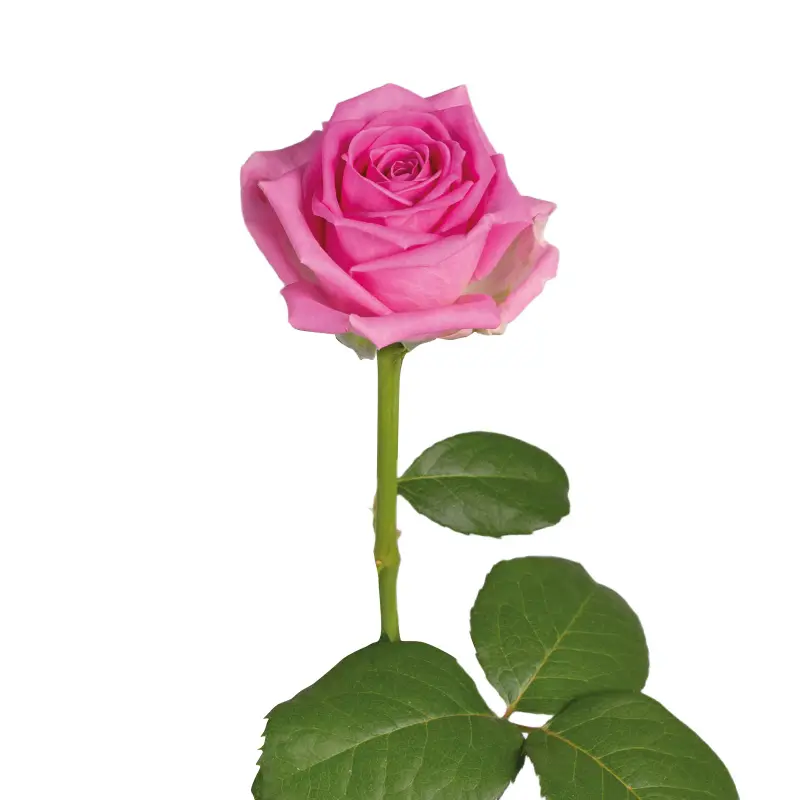 Троянда Аква, 50 см, (1шт)