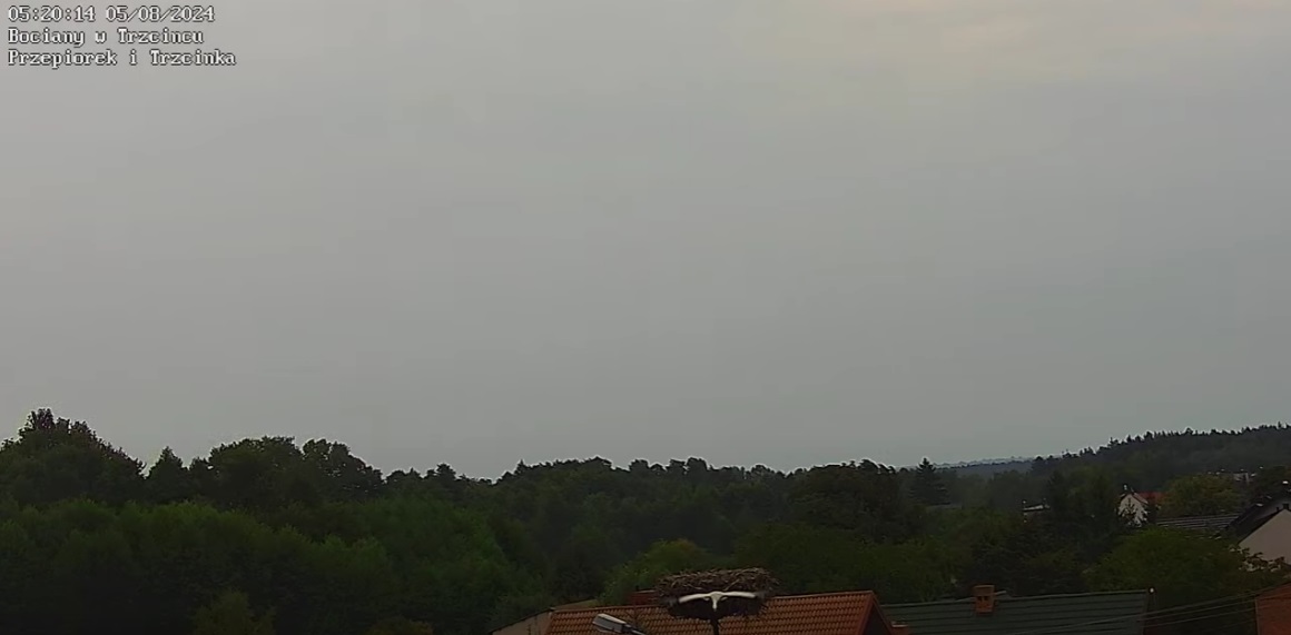 zostawiampustegniazdo