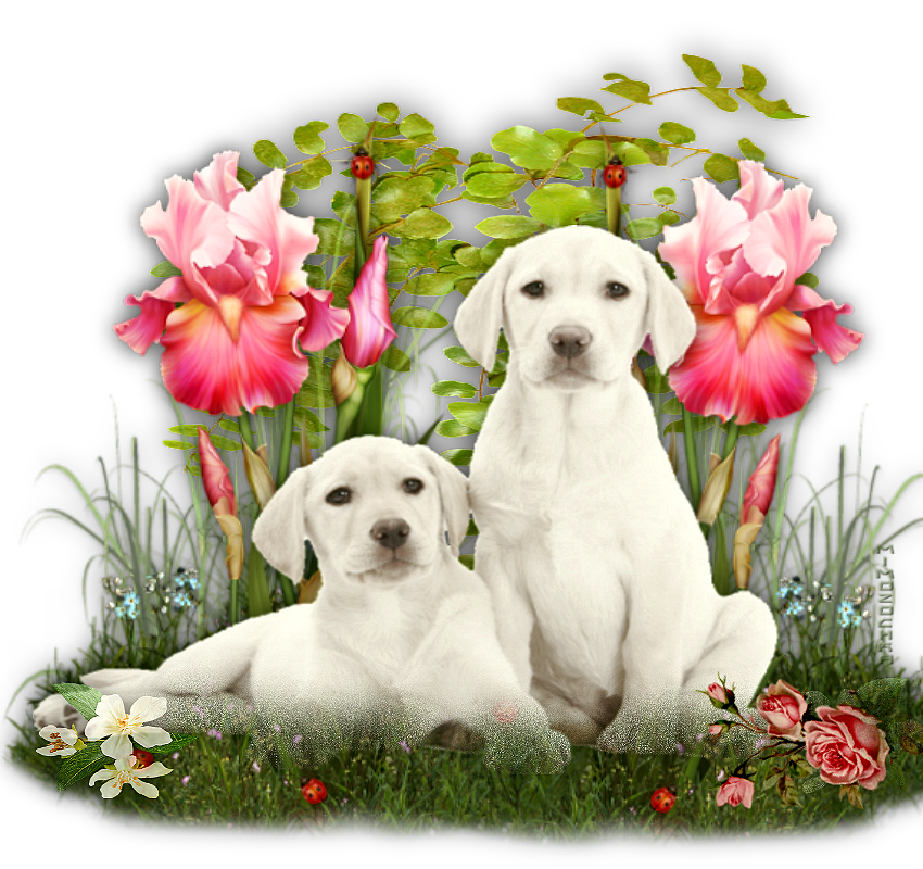 белые собачки две