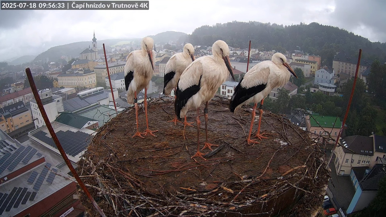 Tiešraide no stārķa ligzdas uz alus darītavas skursteņa Trutnovā 11-50-59 screenshot