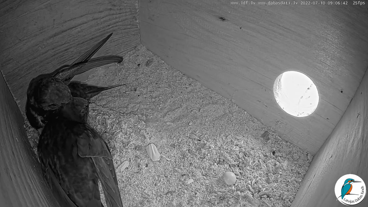 Svīre (Apus apus) Cēsu pils - LDF tiešraide _ Būris 2-45-47 screenshot