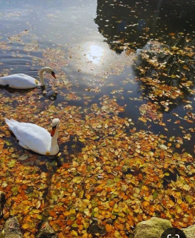 Screenshot_20231222_175053_Pinterest