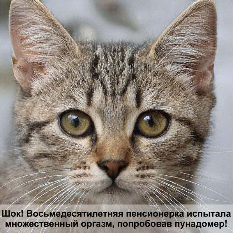 редкие коты