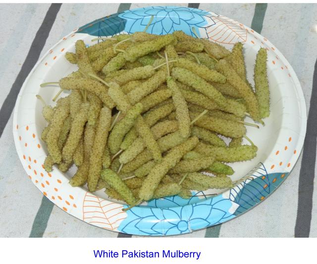White Pakistan Fruits(2022) Pic2