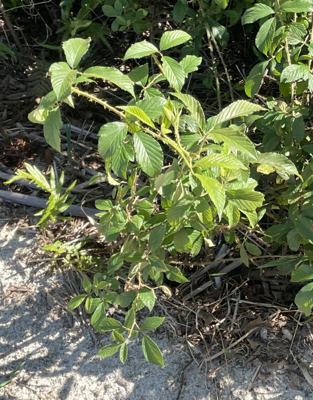 IMG 3885