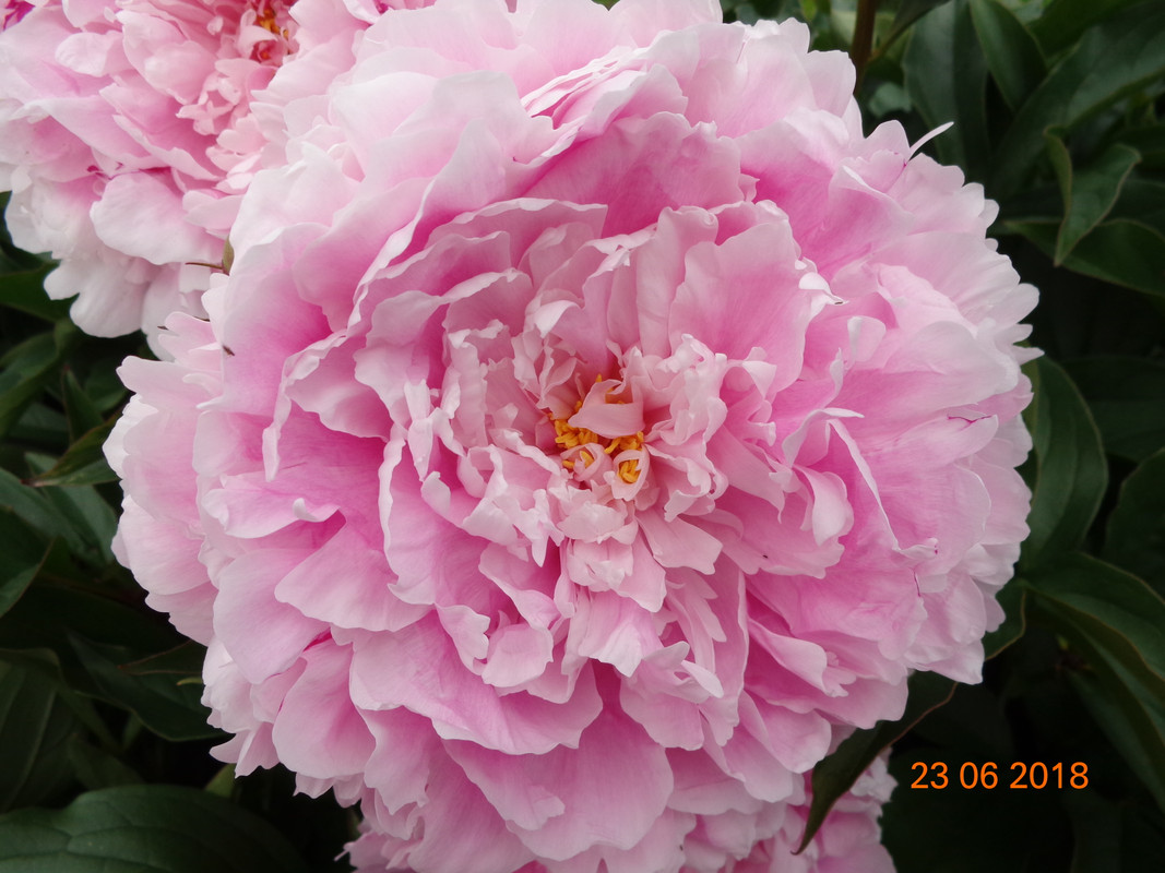 сара крупно