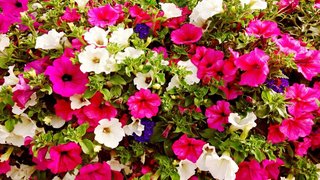 Thơ hoạ Nguyễn Thành Sáng & Tam Muội (2098) Petunia-flower-white-and-dark-pink-flower-Photo-3840x2400-915x515