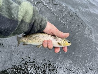 IMG_7823