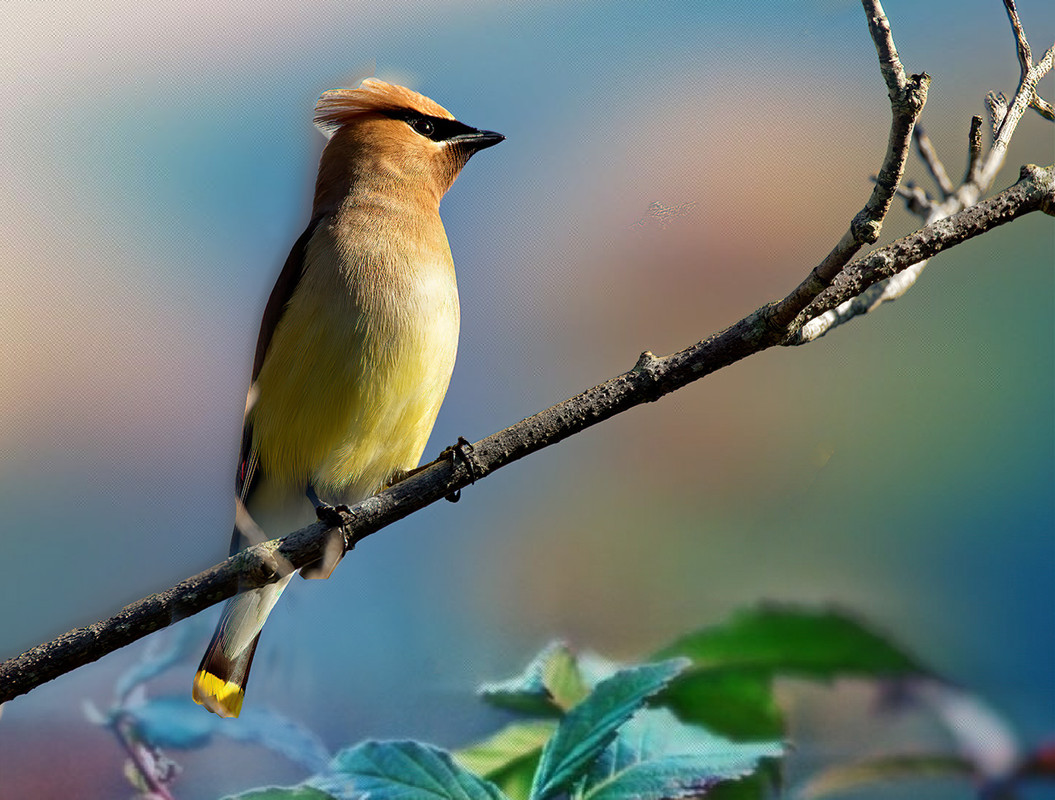 IMAGE: https://i.postimg.cc/gkQLdGYn/Bird3.jpg