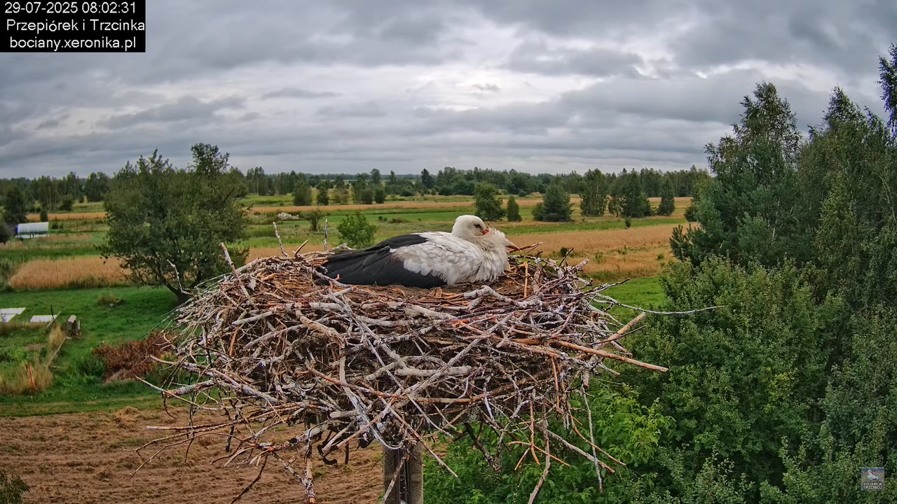 29072025bociany11