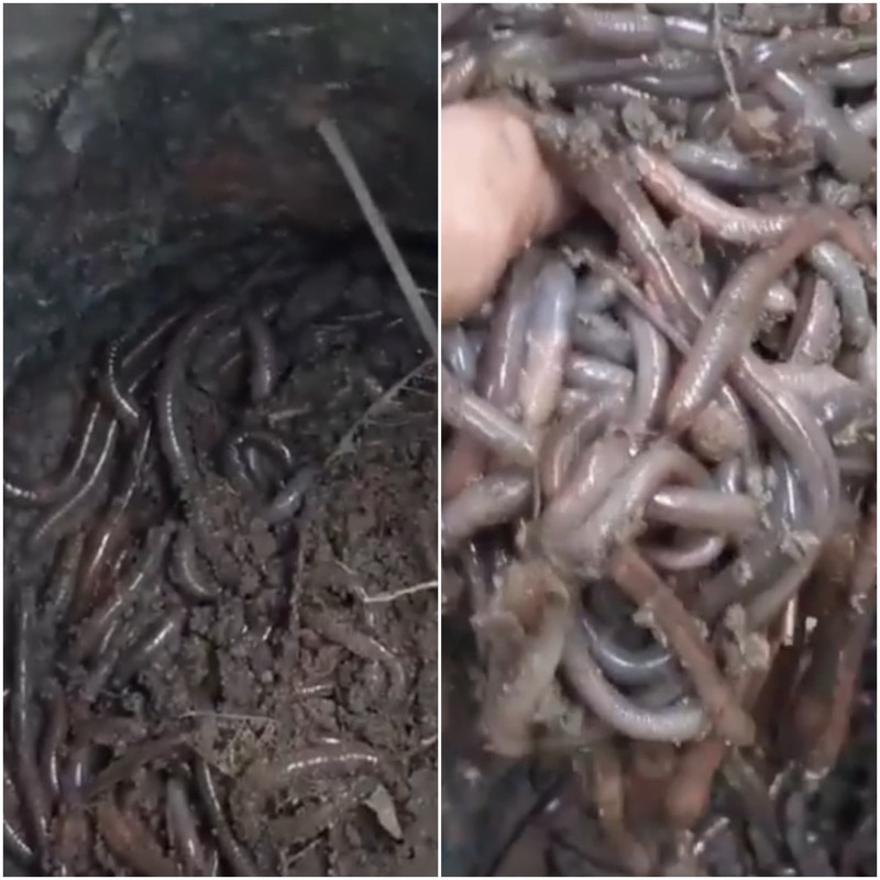 tiger-worm-close-up.jpg