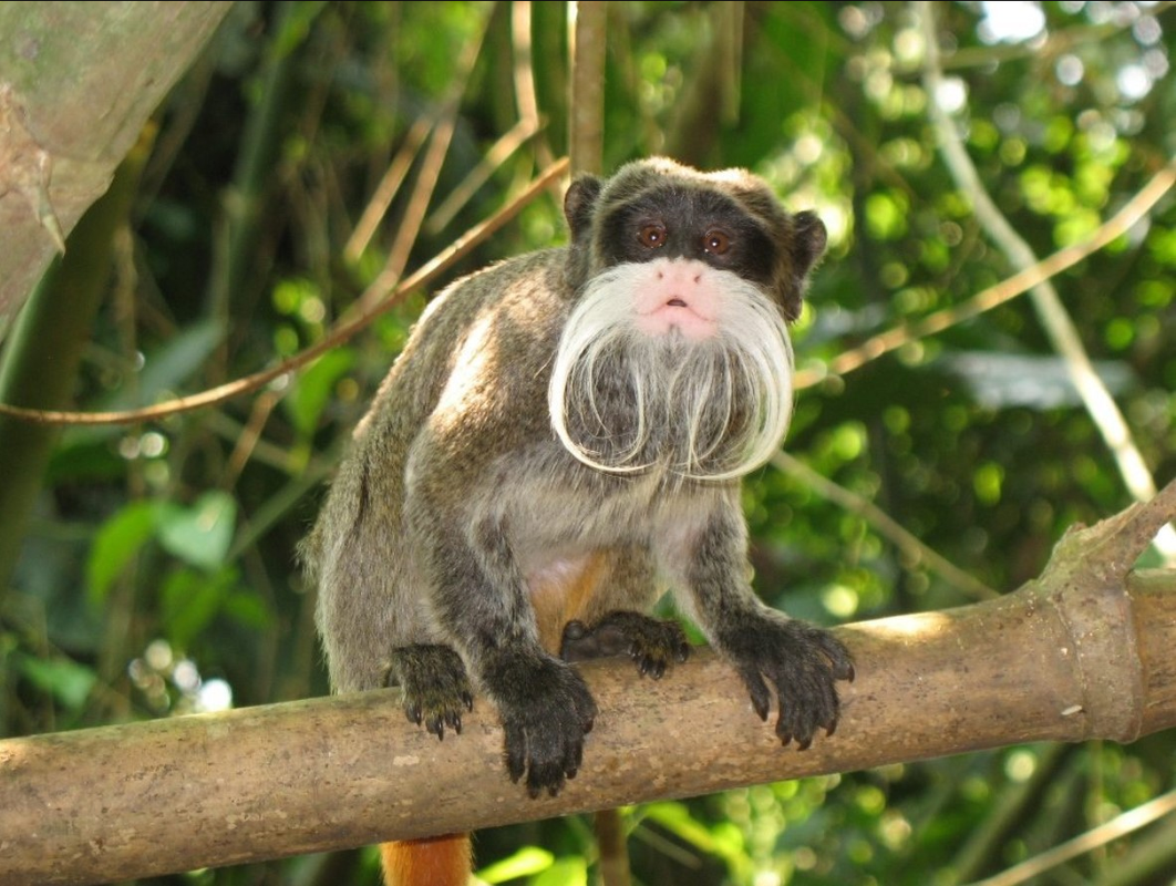 Dos monos fueron secuestrados en un zoológico de Dallas