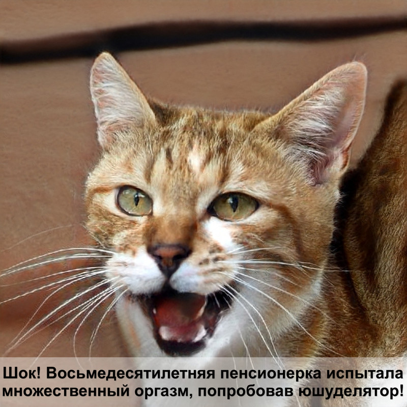 американская кошка фото