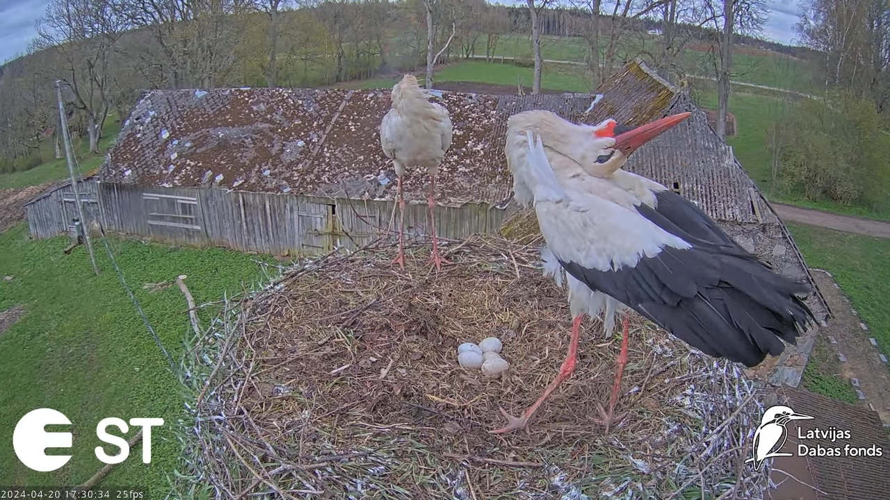 Baltie stārķi (Ciconia ciconia) Tukuma novadā - LDF tiešraide __ White storks in Tukums, Latvia 14-5