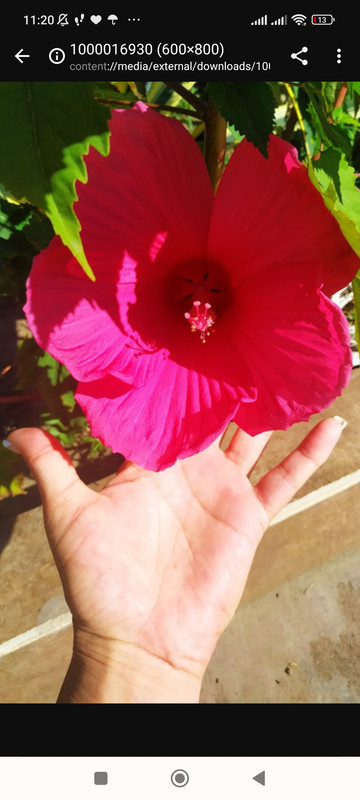 Screenshot_2023-09-02-11-20-42-966_com.android.chrome