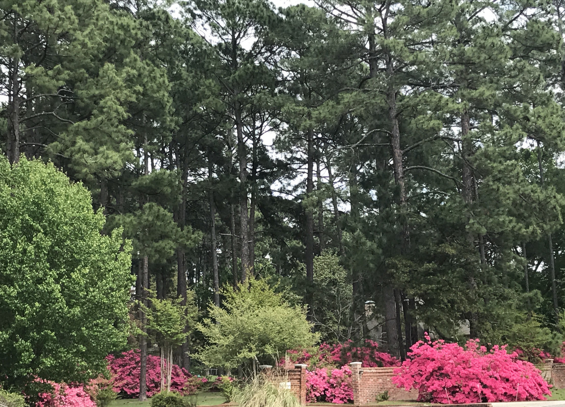 [Image: 61-B92-C26-7553-4-D3-D-9-FDD-982-A8-FB19-CBA.jpg]