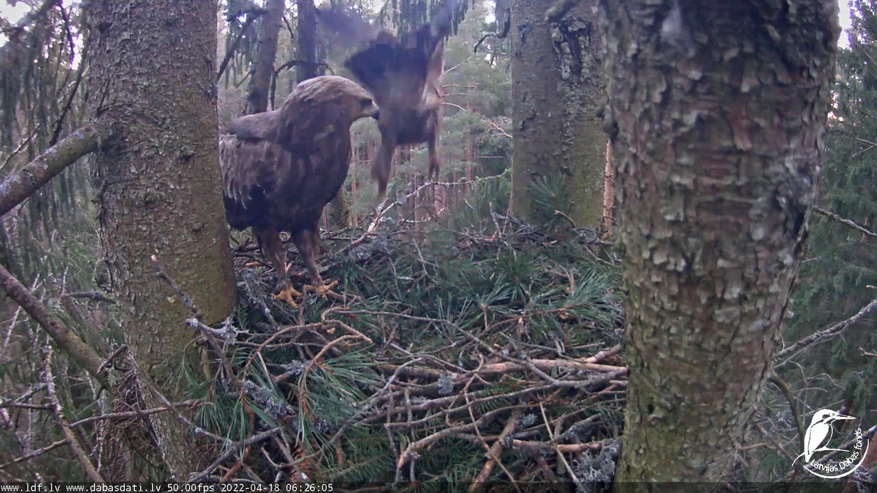 Mazais ērglis (Clanga pomarina), ligzda eglē __ Lesser spotted eagle in spruce, Zemgale, Latvia 9-46